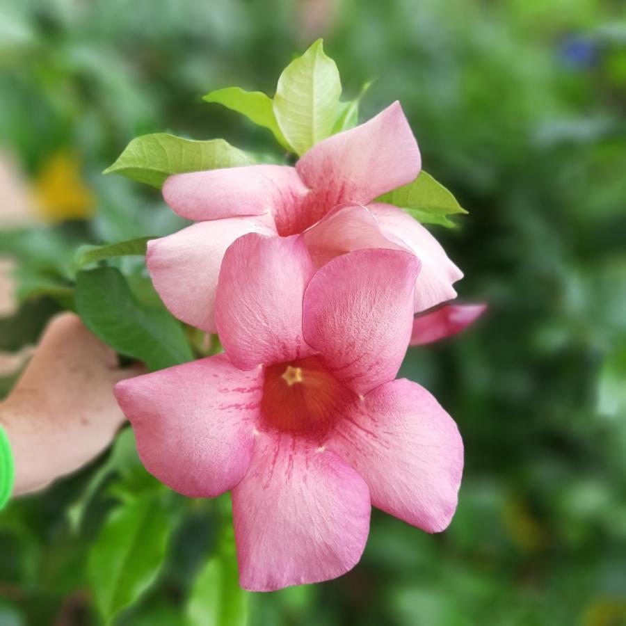 Manga Rosa Hospedagem Canoa Quebrada Exterior photo