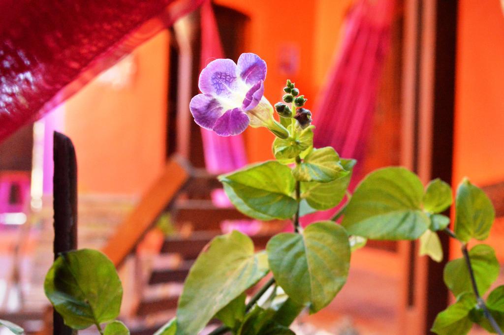 Manga Rosa Hospedagem Canoa Quebrada Exterior photo